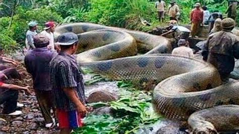 quantos metros tem a maior cobra do mundo